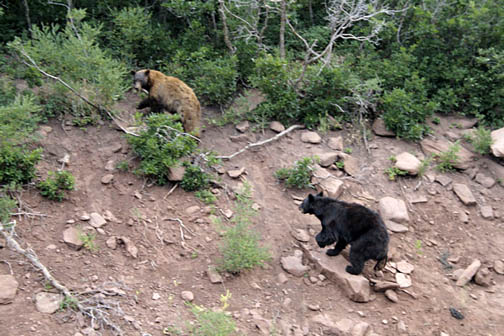 Two bears seen from on board